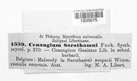 Image of Cenangium sarothamni